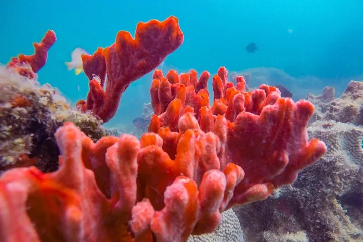 Formations coralliennes rouge vif et petits poissons sous l'eau dans une eau bleu clair